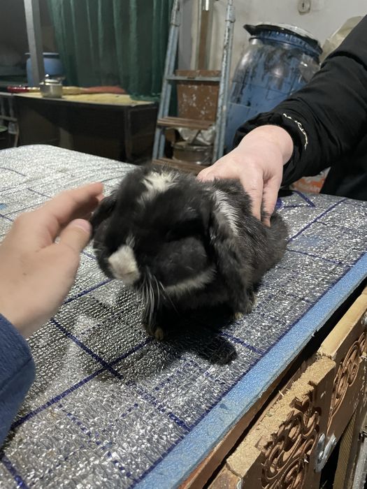 Quyon karlikoviy baran