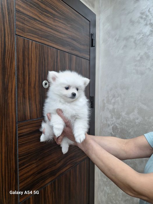 Померан(мини шпиц)