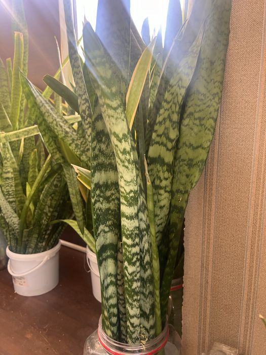 Продам отростки сансесверии.