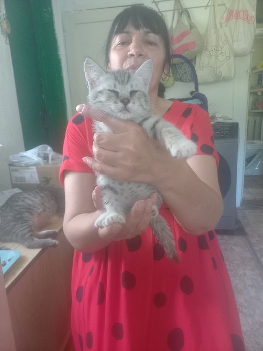 Домашние  животные