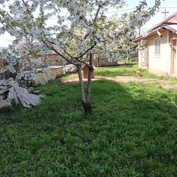 Casa de vanzare Dumbrava Rosie oportunitate excelenta pentru investiți