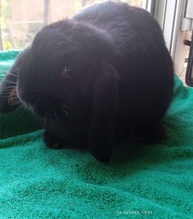 Срочно! Декоративный кролик