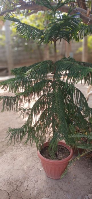 Archa gul ofis va mehmonxonalar uchun