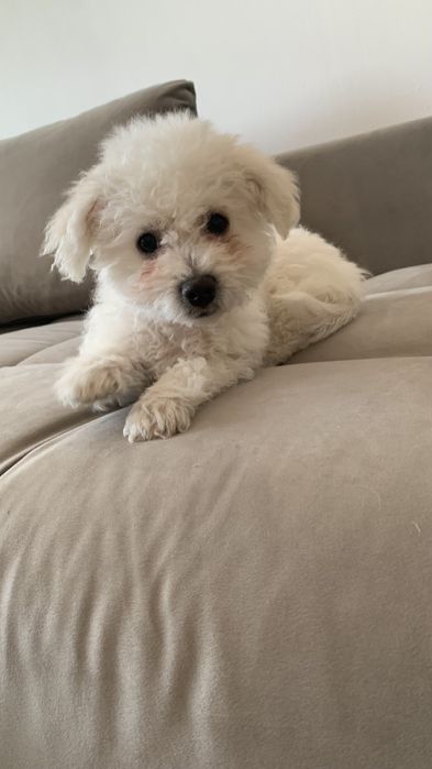 Bichon  maltez 3 luni