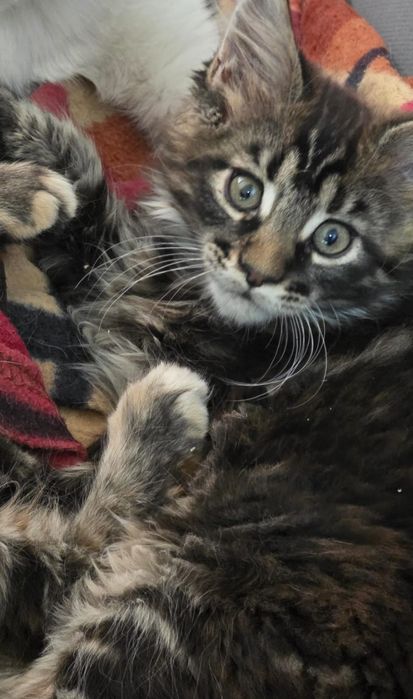 Мейнкун котята 2 месяца
