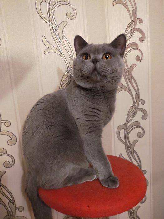 Британский котик на вязку