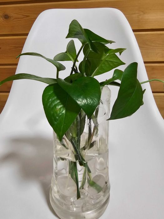 Комнатные цветы недорого