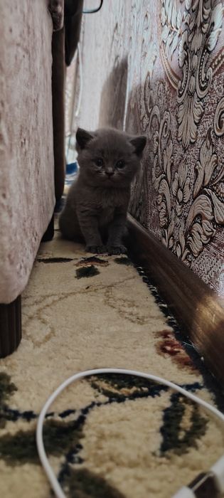 Котята 50 кунлик