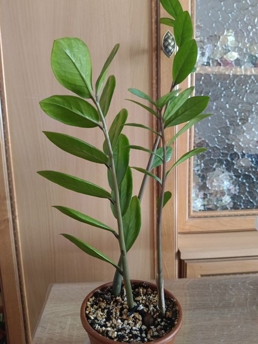 Замиакулькасы и Спатифиллум