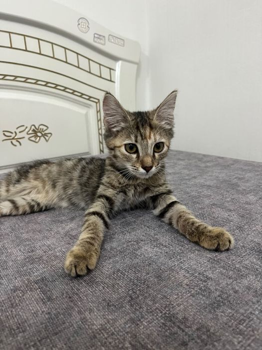 Отдам бесплатно котенка