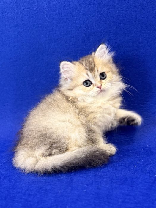 Британская Длинношерстная