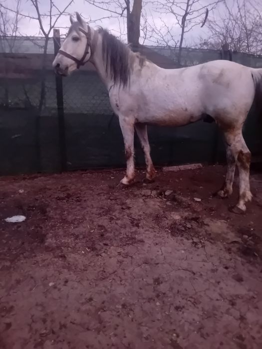 De vanzare armasar de 8 ani cuminte miel