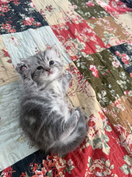 Продам шотладских котят