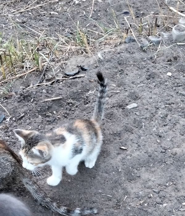 Отдам котят в добрые руки
