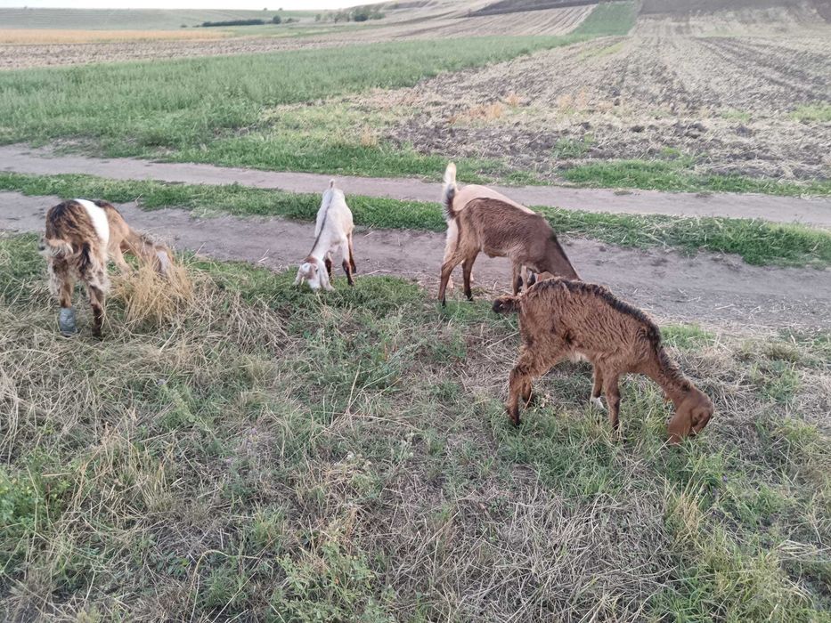 Vând ieduțe și țapi anglo nubieni