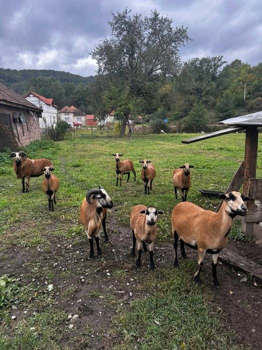 Oi camerun de vanzare