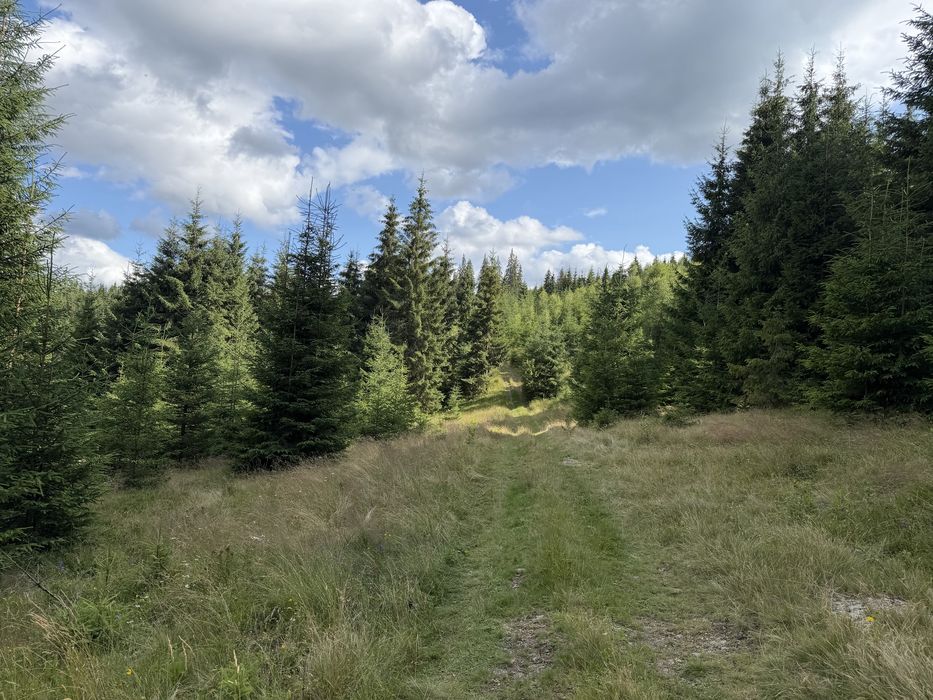 Vânzare teren 7,63 ha Dorna-Arini | Compact | Pădure și Pășune