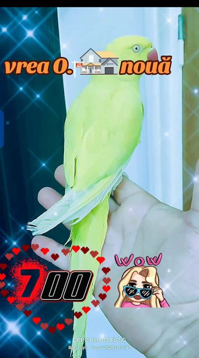 Vând Micul Alexandru și alte specii
