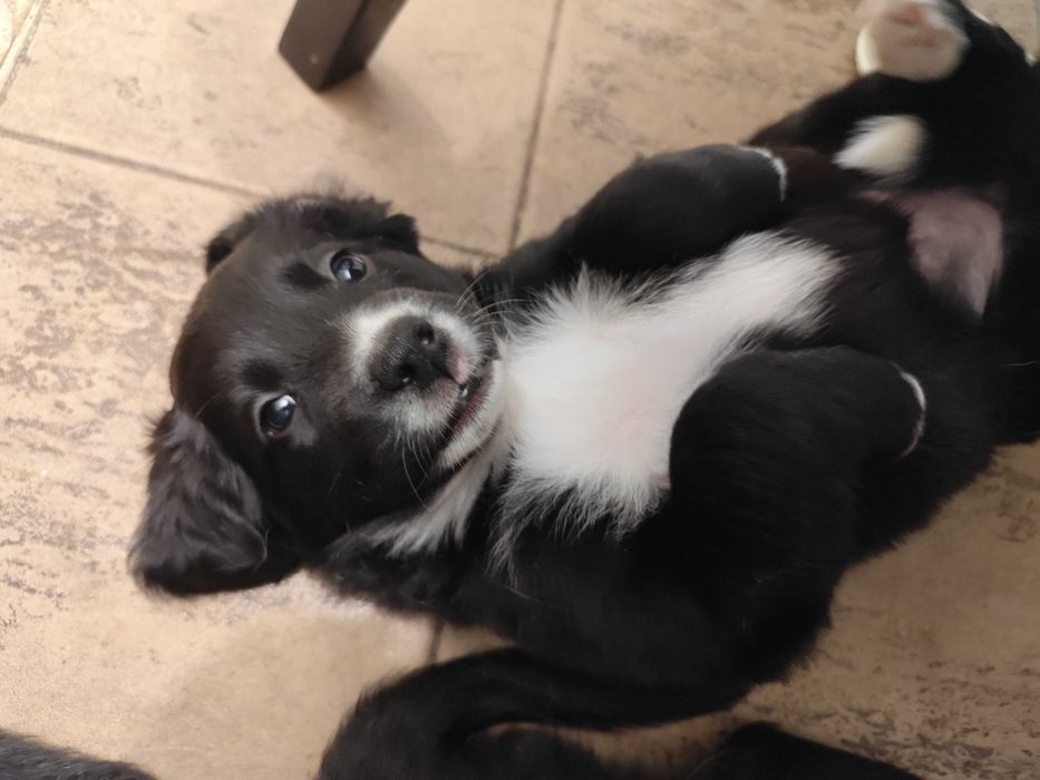 Подаряват се на грижовни стопани!