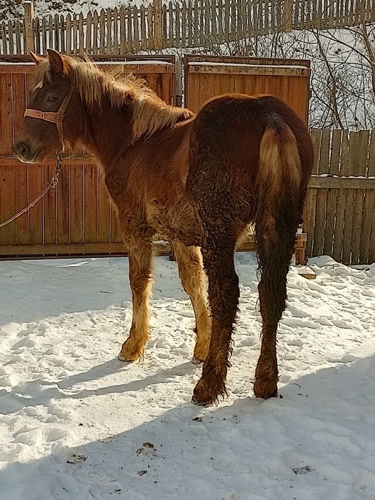 Mânz de vânzare de 7luni