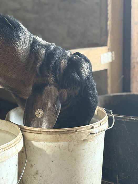 Capre si iedute AngloNubian