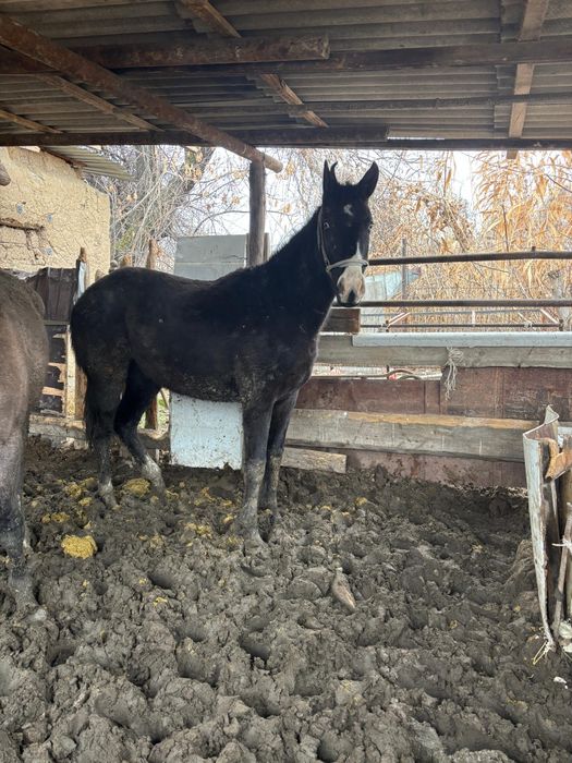 Соғым семіз құнажын байтал