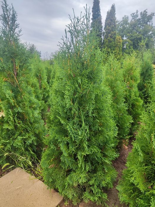 Западна туя Фастигиата - Уникална-Промоция