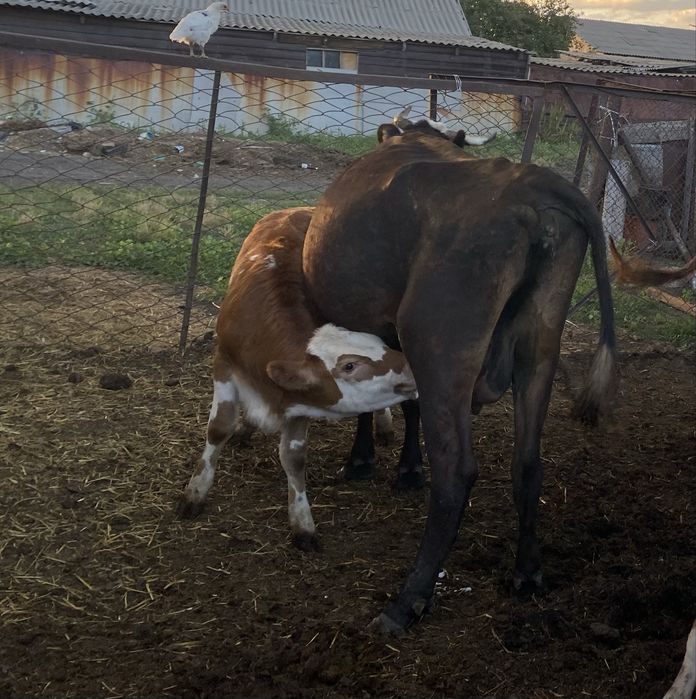 Продам корову с теленком