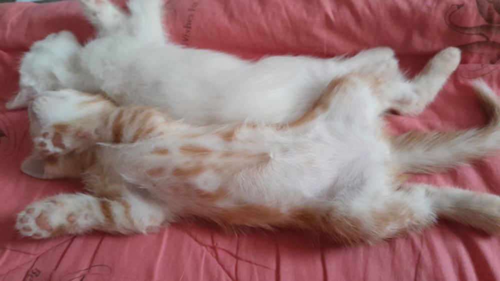 Отдам котят в добрые руки