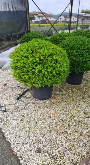 Plante Ornamentale de Diferite Dimensiuni