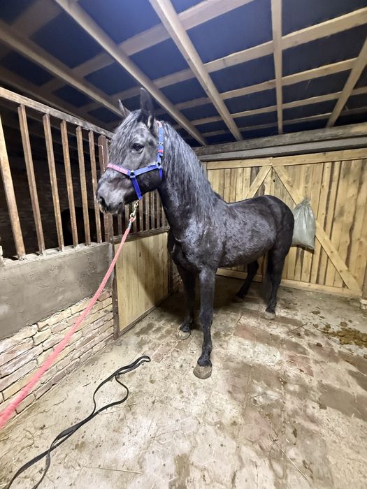 Продам жеребя тай