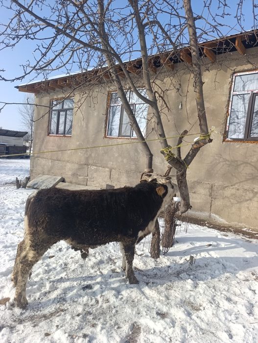 Бұқар сатылады семіз