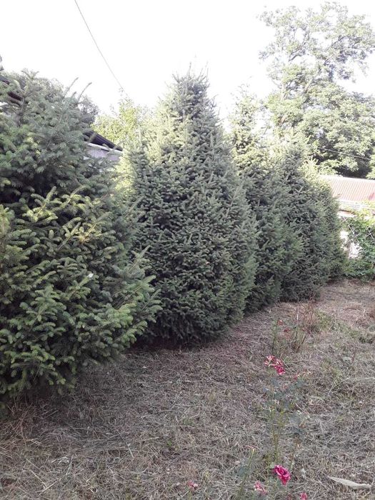 Продам ели зеленые  высотой 4 метра
