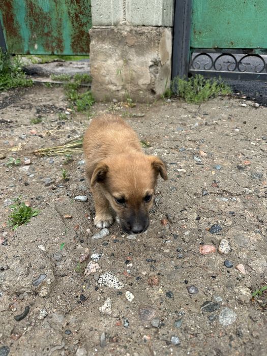 Отдам щенка мальчика