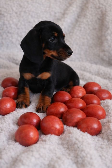 Teckel mini toy fetita