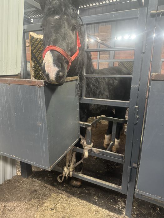 Продам жеребец 5 лет, спокойный, обучен,