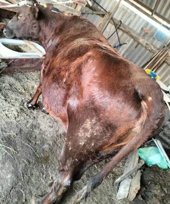 Сүтті сиыр Срочно!