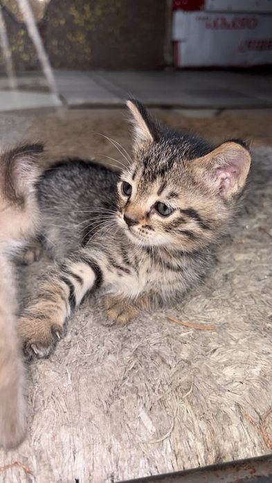 Отдам котят в добрые руки