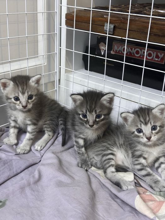 Котята домашние в добрые руки