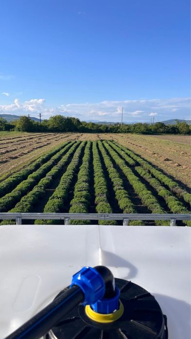 TUFE DE LAVANDĂ de vanzare