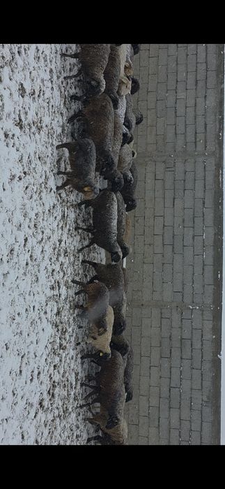 Бараны оптом и в розницу