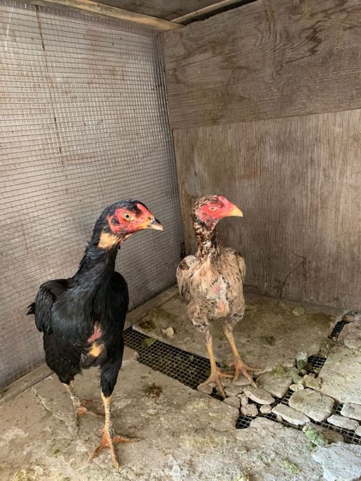 Даканки в отличном состоянии