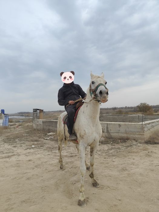 8 жастағы айғыр сатылады! Жылқы!