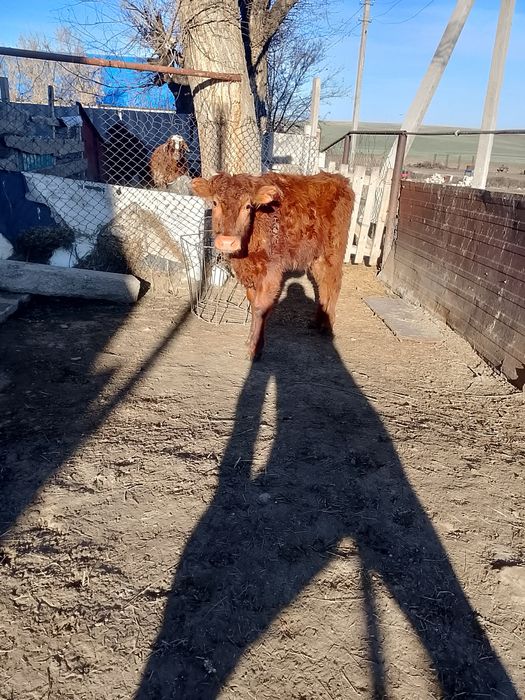 Ургашы баспак сатылады