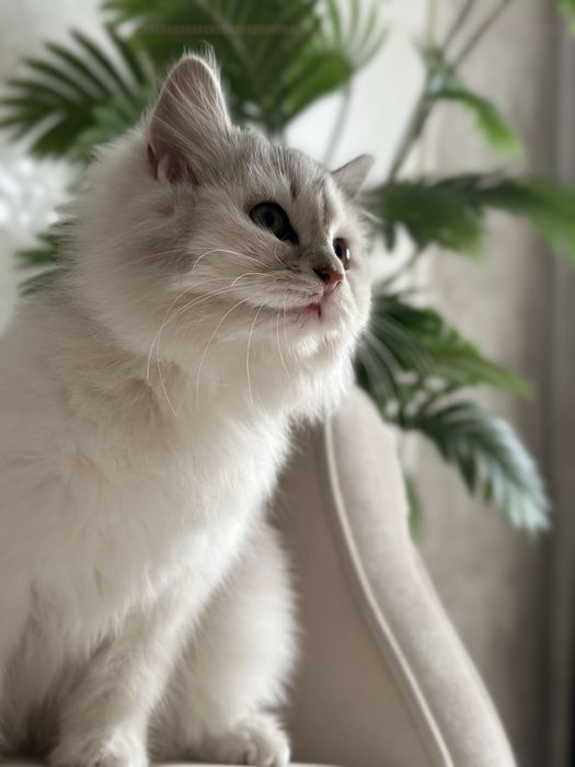 Продаётся котёнок породы Scottish Straight Highland 50$