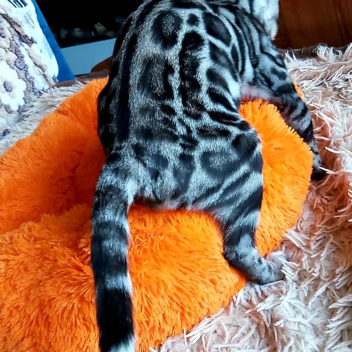 Котята БЕНГАЛЬСКИЕ. Серебро. Готовые