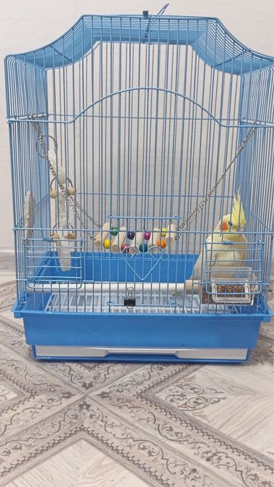 Продам попугая корелла, мальчик.