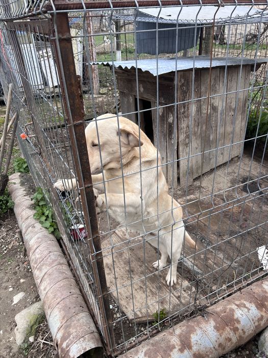 Donez câine labrador