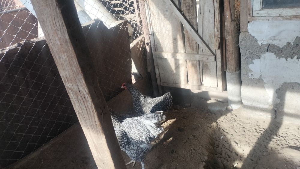 Мехеленская кукушка