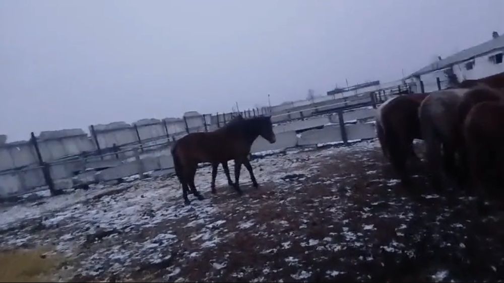 Продам кобылу 3-х летку